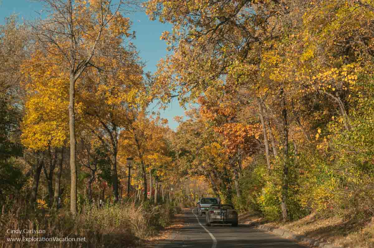 car driving down road below trees with golden leaves
