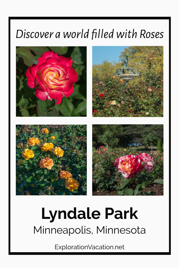 Picture of roses with text "Lyndale Park Rose Garden"