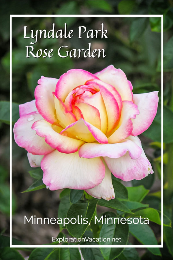 Pink rose with text "Lyndale Park Rose Garden"