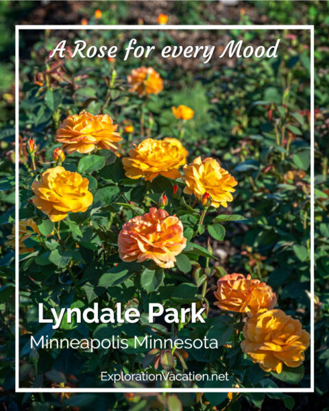 gold roses with text "Lyndale Park Rose Garden"