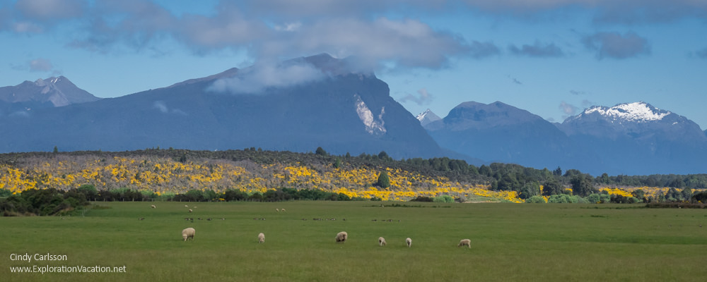meadows with sheep, yellow hills, and mountains 