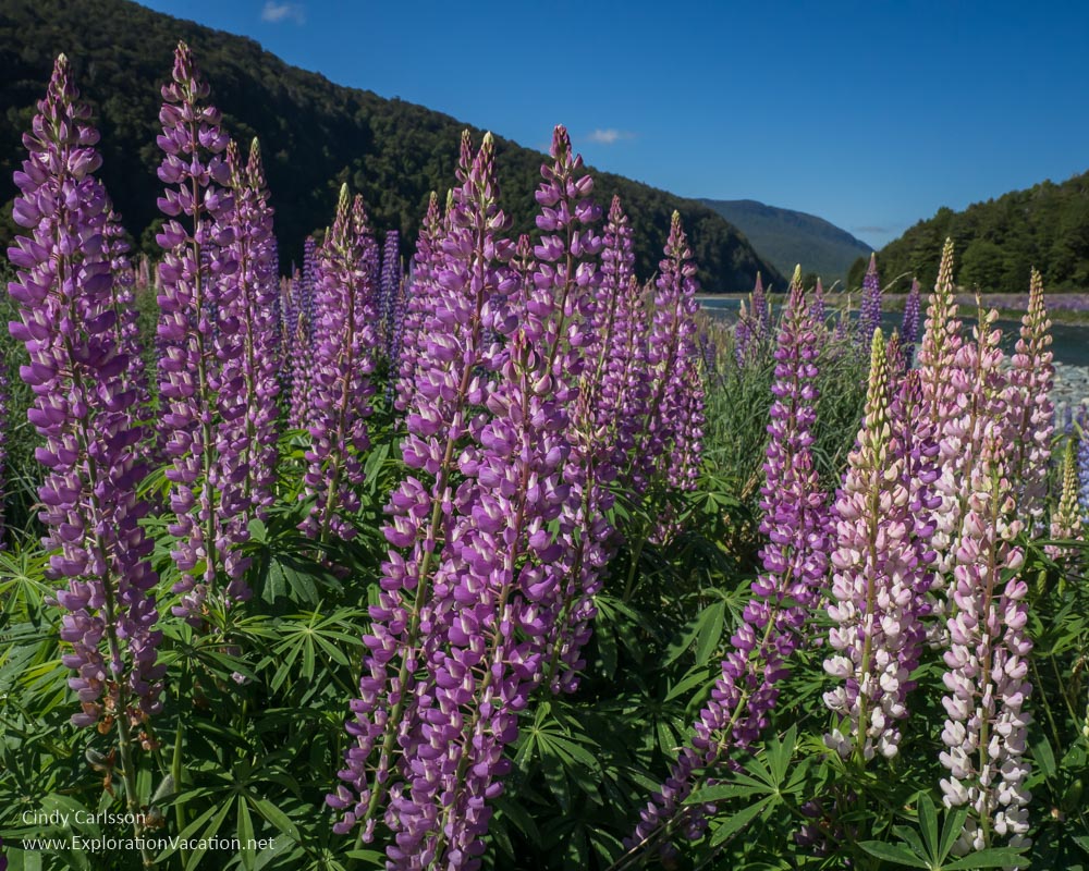 purple and pink lupines fill a valley