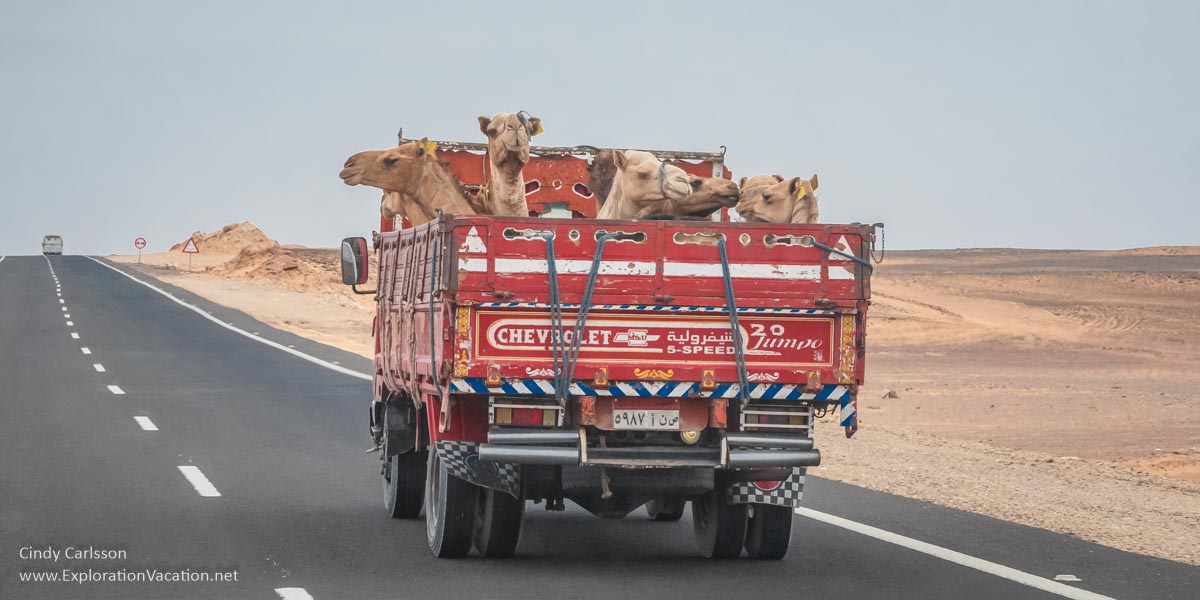Colorful truck with camels in the back.