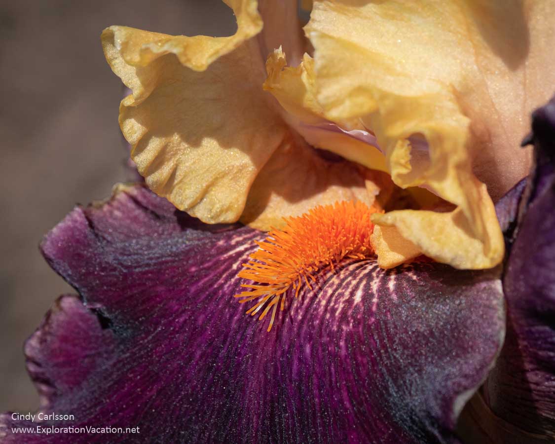 Close-up of a gold and burgundy iris.