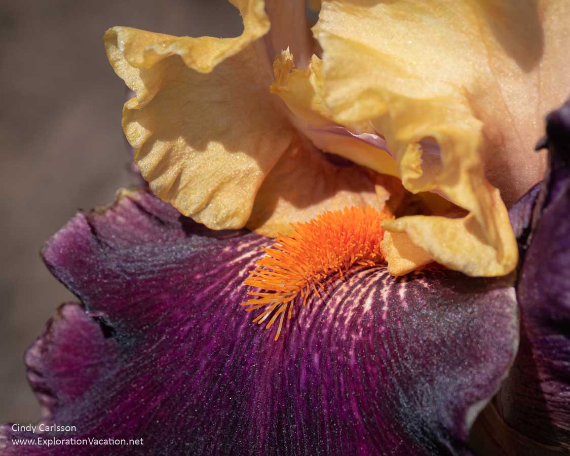 close up of a gold and burgundy iris