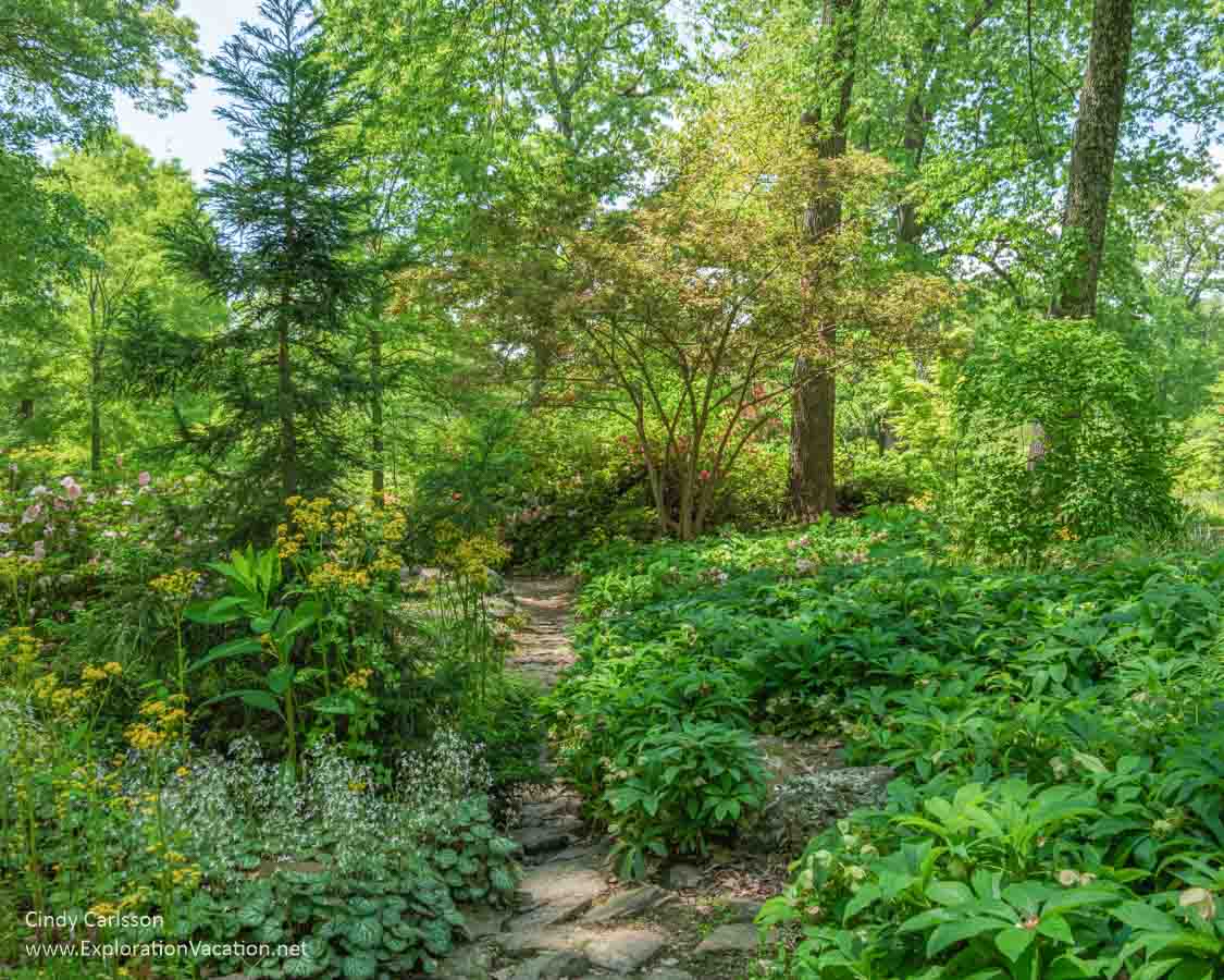 woodland path with shrubs and trees