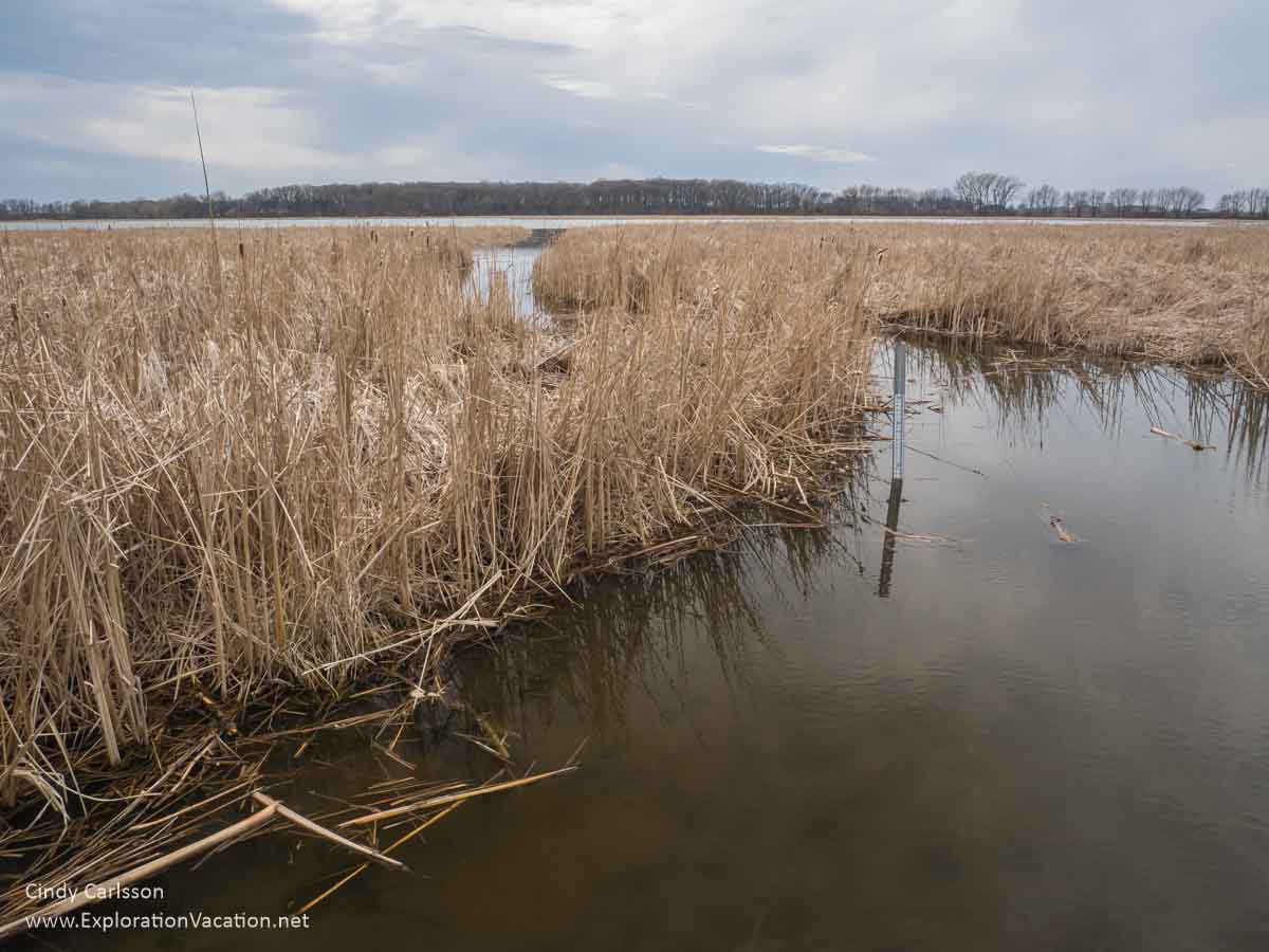 Path for boats cut through dry grasses and cattails.