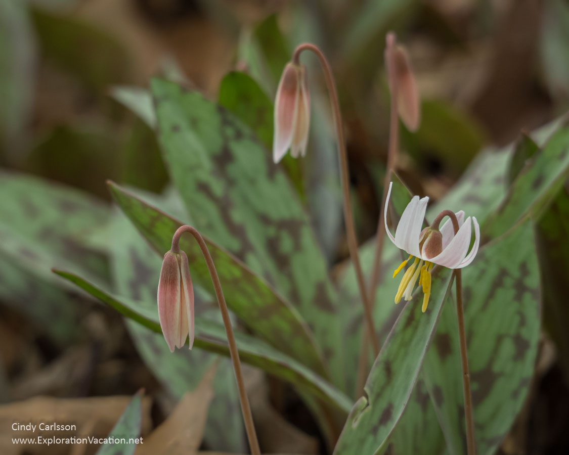White trout lily blossom with unopened blossoms.