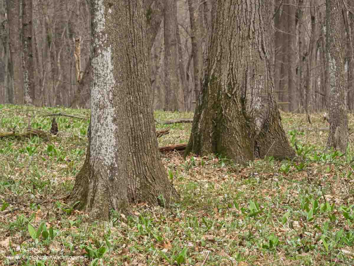 flowers on forest floor