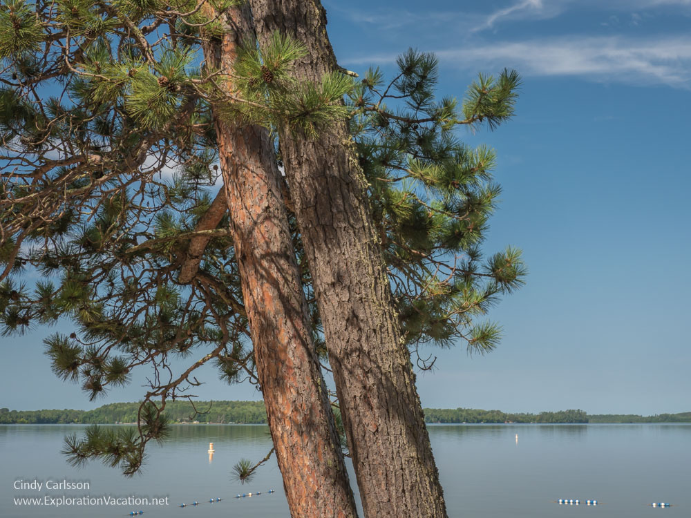 pine tree and lake