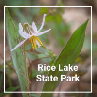 single white trout lily blossom with leaves and text "Rice Lake State Park"