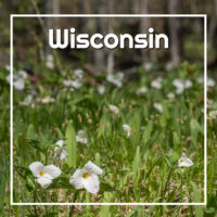 trillium flowers with text "Wisconsin"