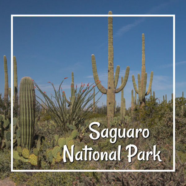 saguaros with text "Saguaro National Park"