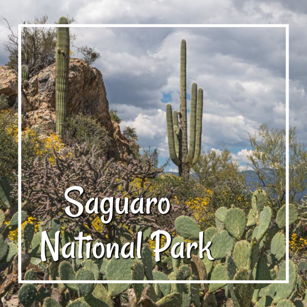 link to "Saguaro National Park"