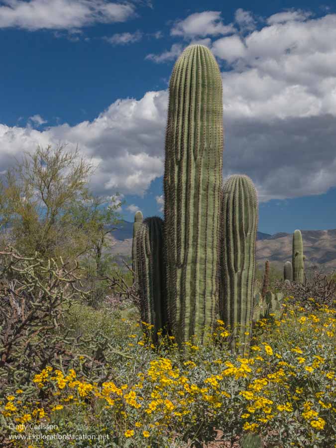 group of young saguaro