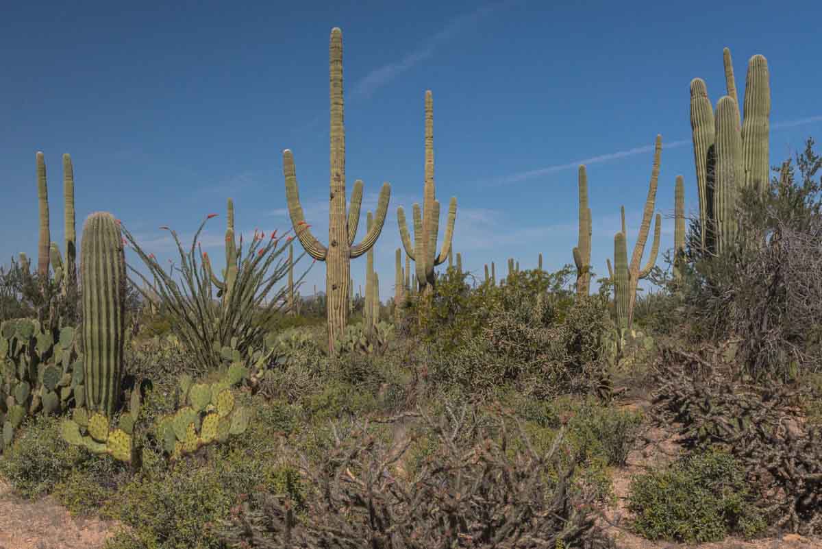 Group of saguaro and other cacti