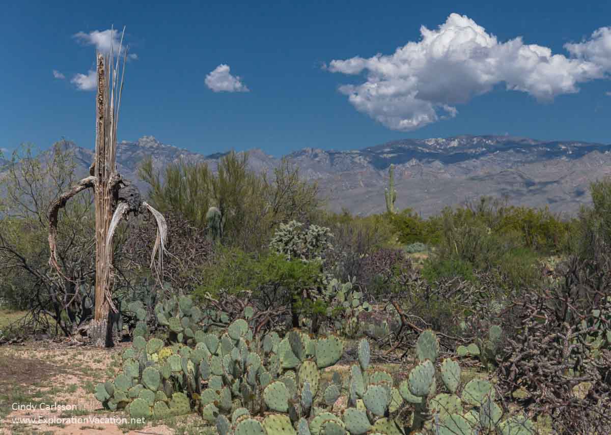desert scene with saguaro skeleton