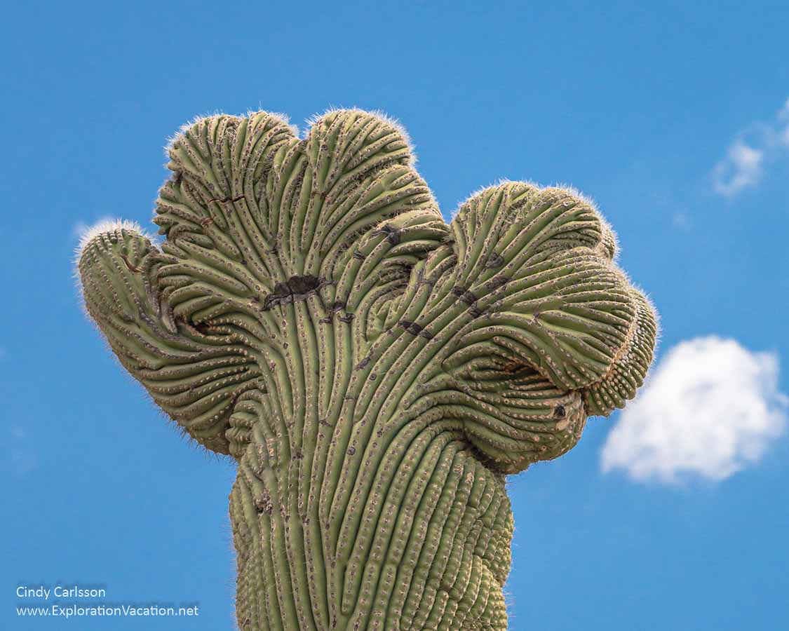 top of a crested saguaro