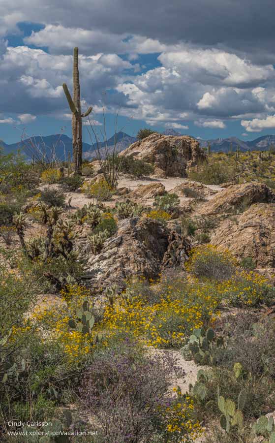 Saguaro in Saguaro National Park - ExplorationVacation