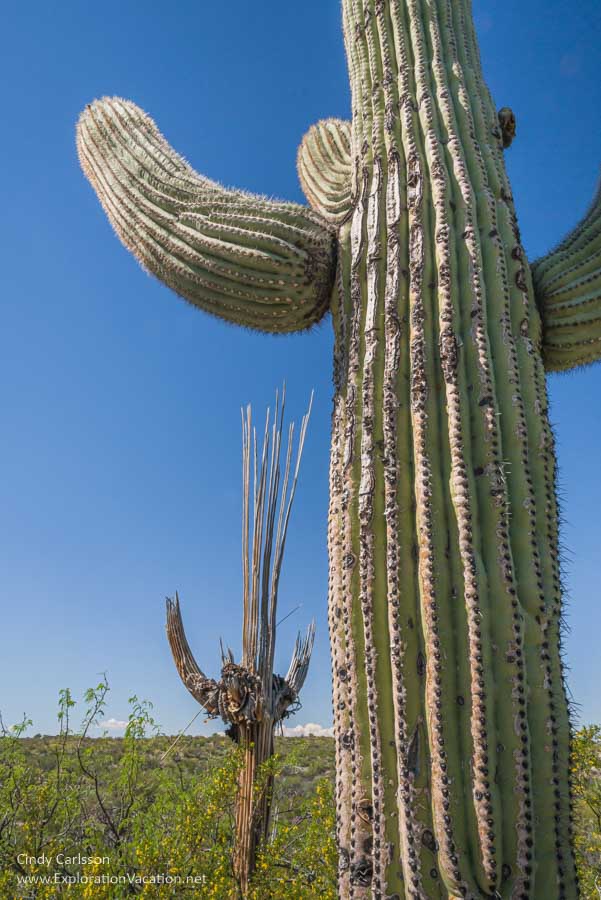 Saguaro National Park AZ - ExplorationVacation