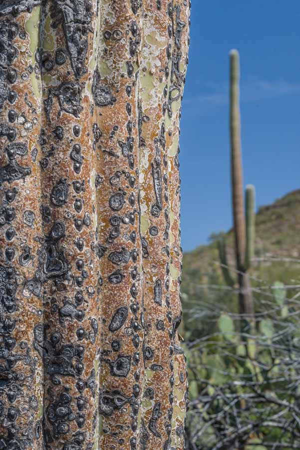 Saguaro cactus near and far - ExploratinVacation