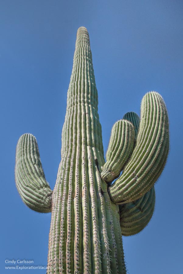 Towering saguaro cactus - ExplorationVacation