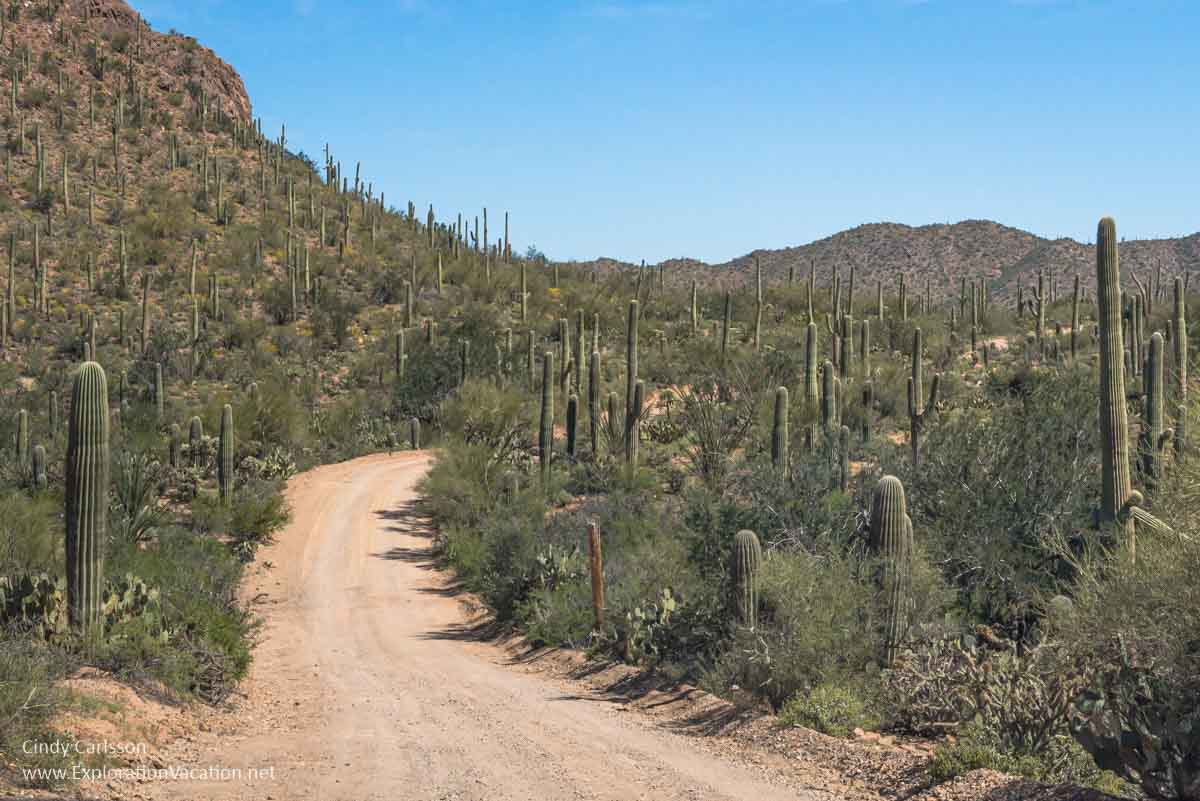 dirt road through scenery with cactus