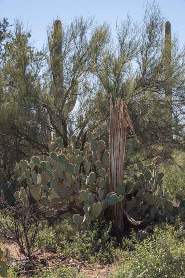 Saguaro National Park West Tucson Arizona © Cindy Carlsson at ExplorationVacation