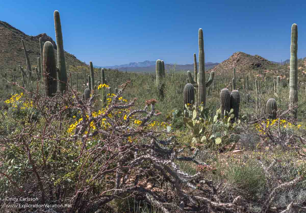 Saguaro National Park - ExplorationVacation.net