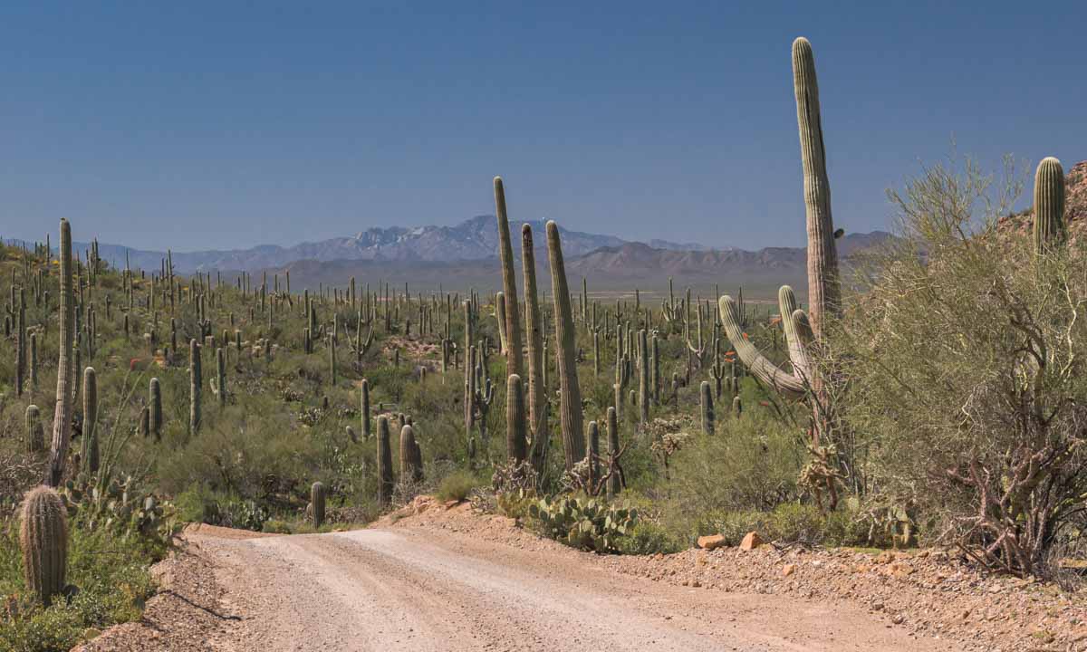 dirt road surrounded by saguaro cacti