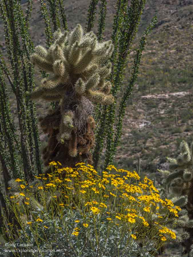 cholla cactus and brittle bush