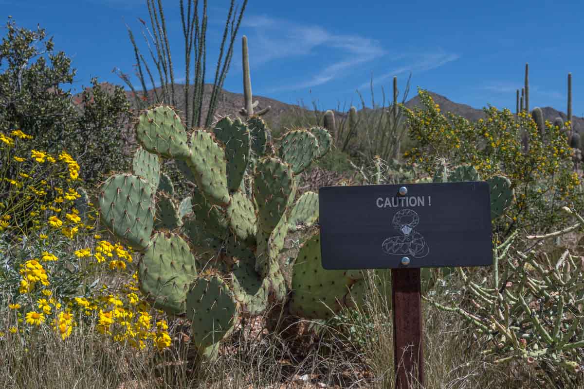 cactus with sign warning to watch for snakes