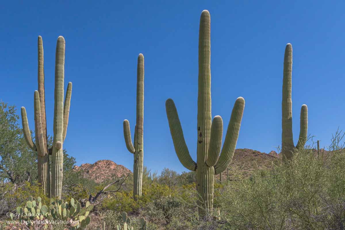 group of mature saguaro cactus