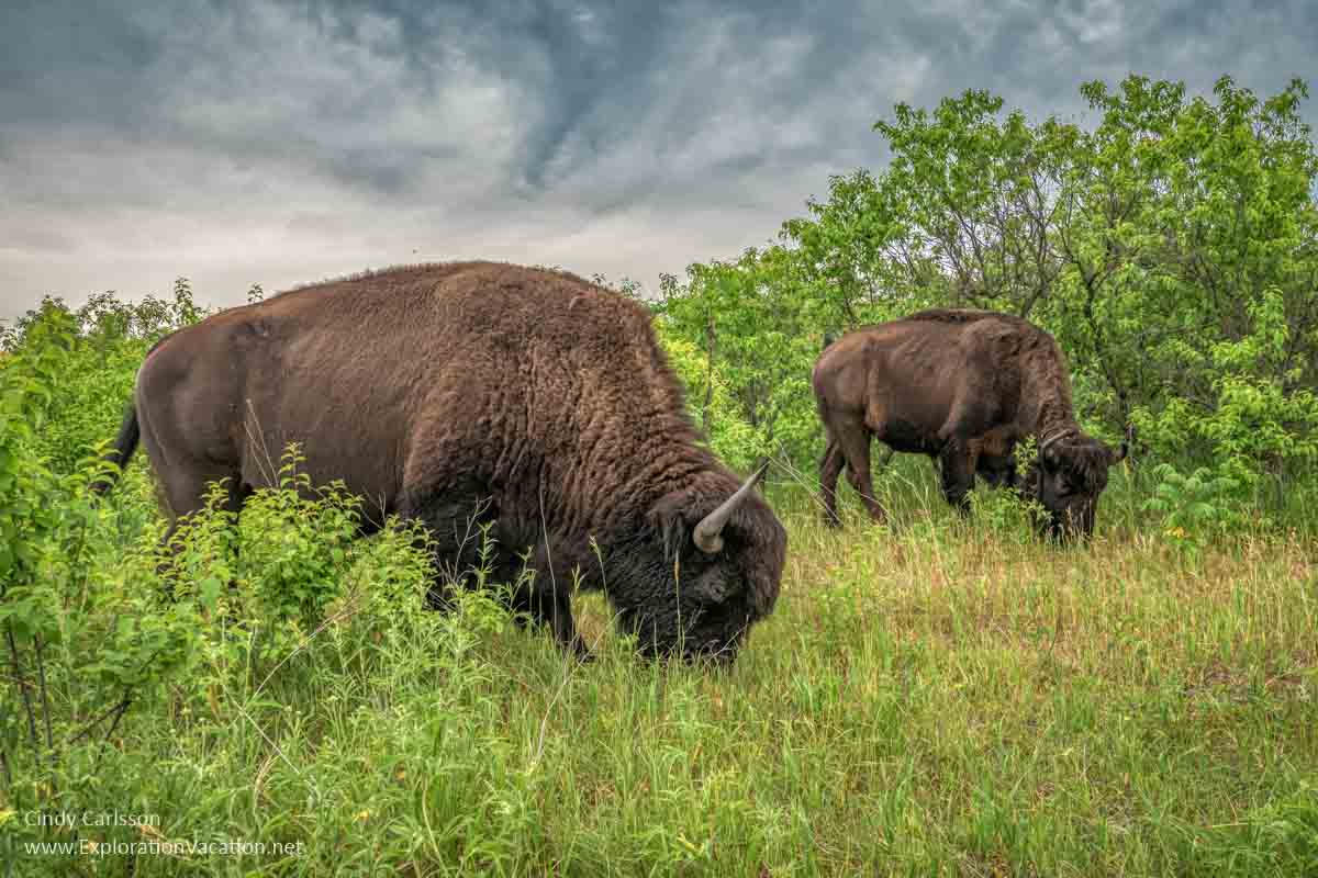 two bison grazing in a prairie 