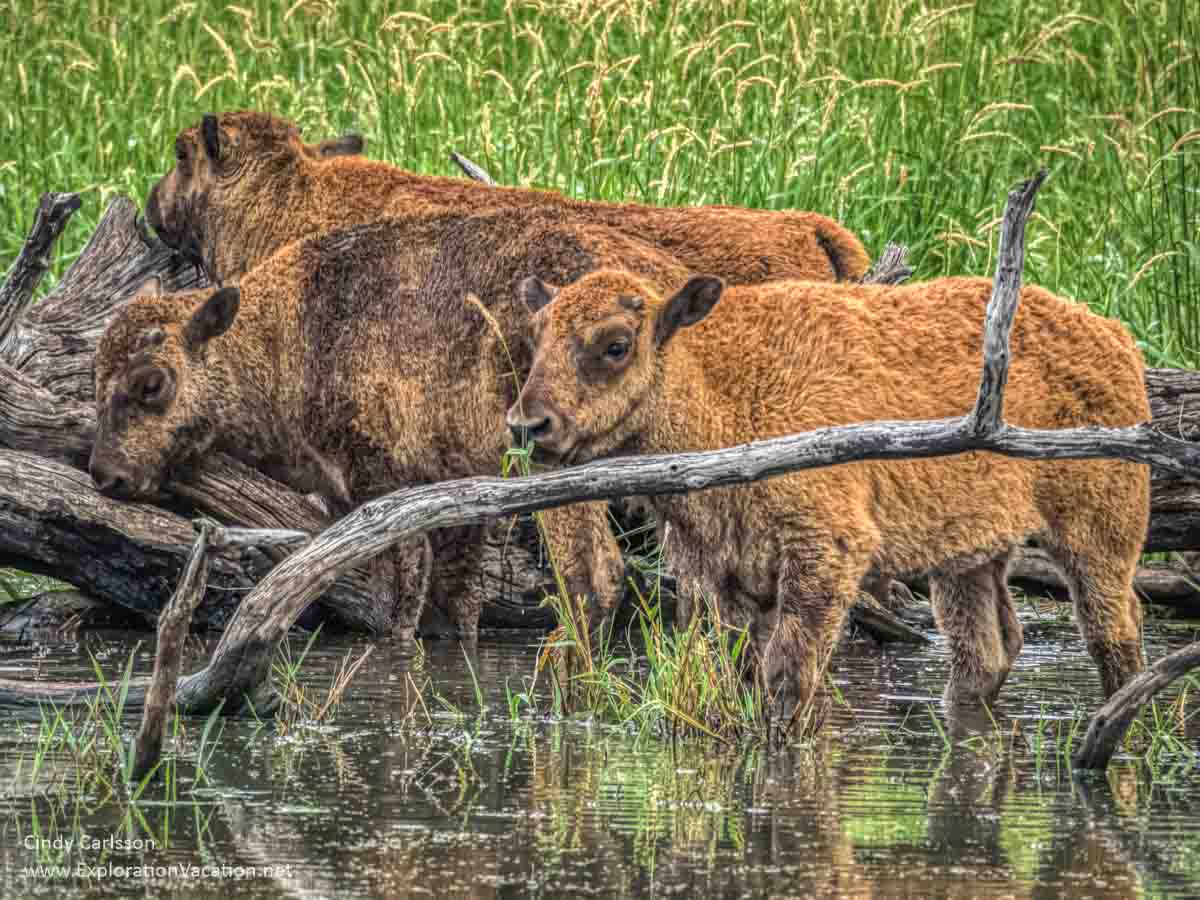 bison calves in water