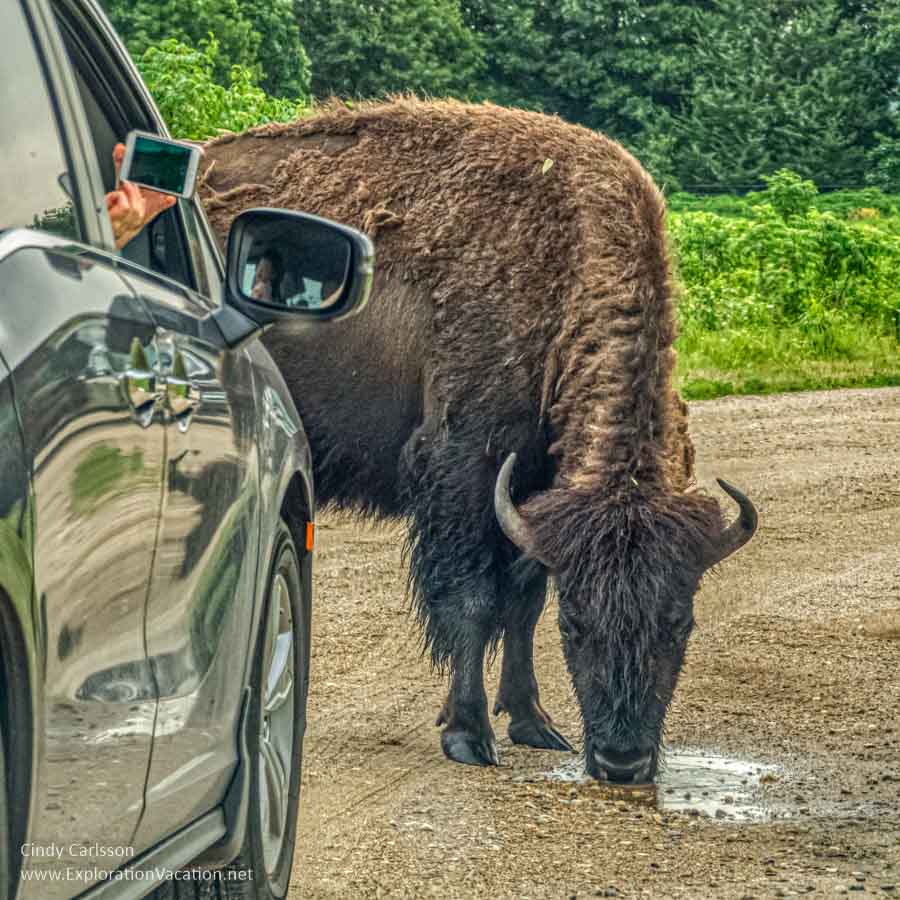 Bison standing by a car drinking from a puddle in a road
