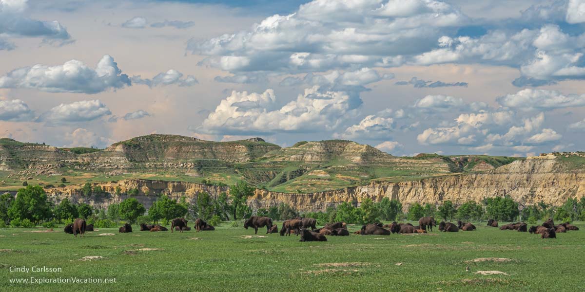 herd of bison in the North Dakota badlands