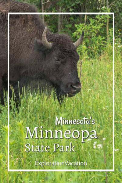 close-up of a bison in grass with text "Minnesota's Minneopa State Park"