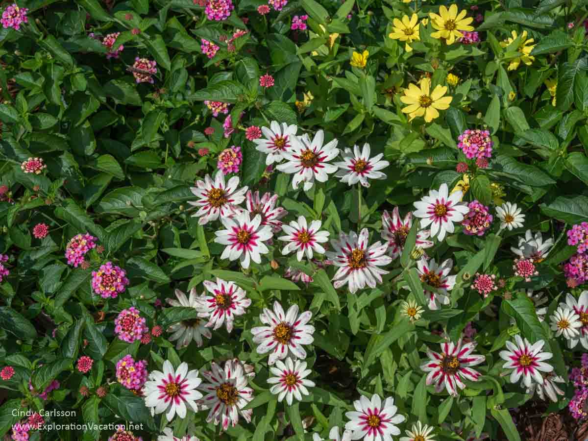 zinnia blossoms