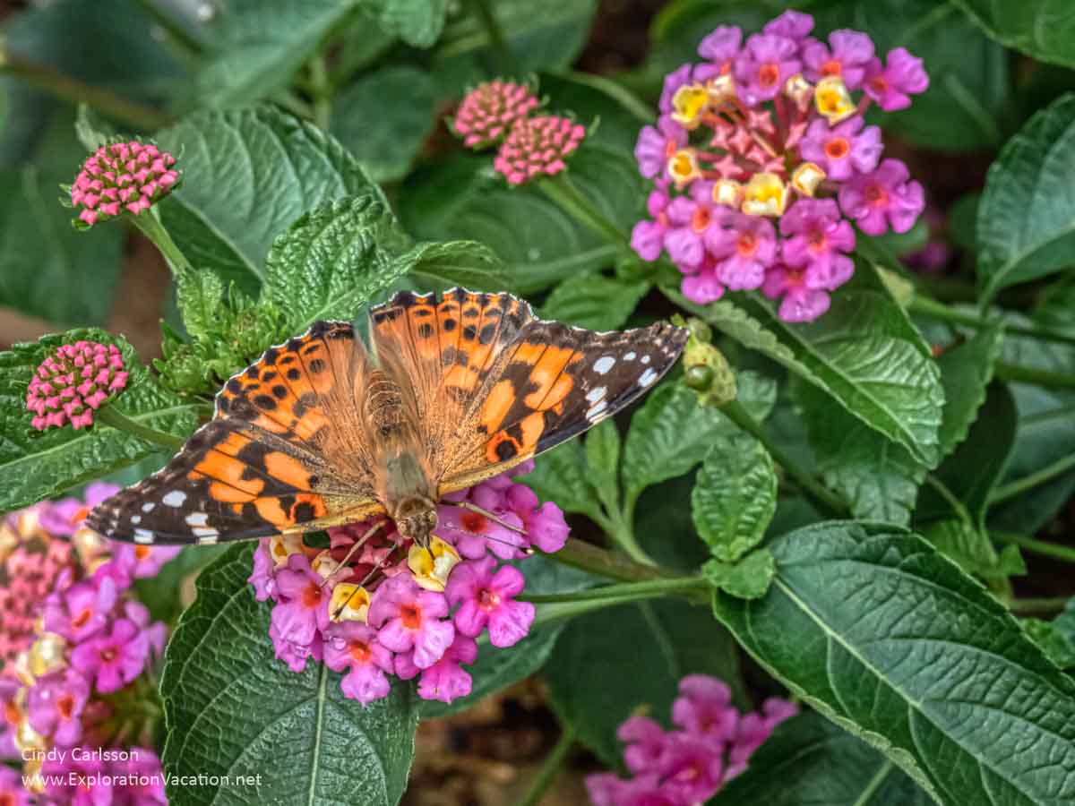orange and black painted lady butterfly on a flower
