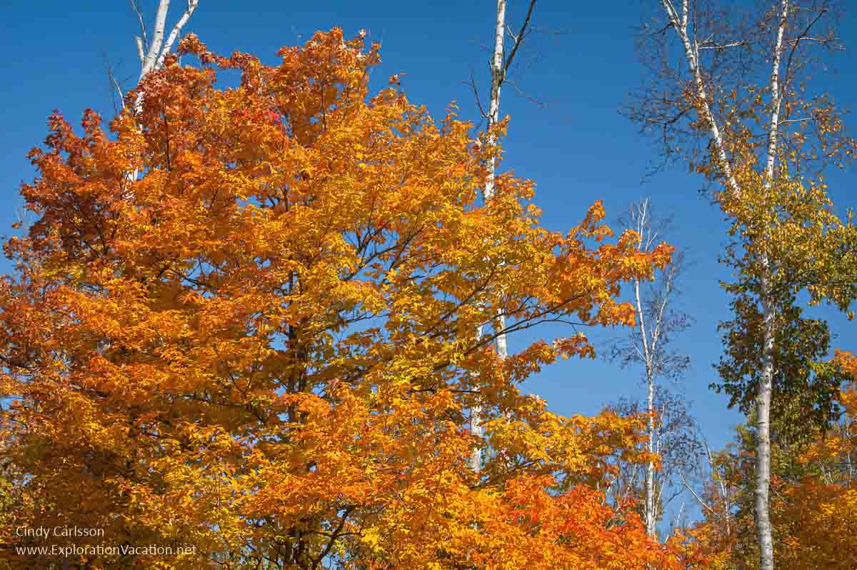 Maple with bright orange leaves