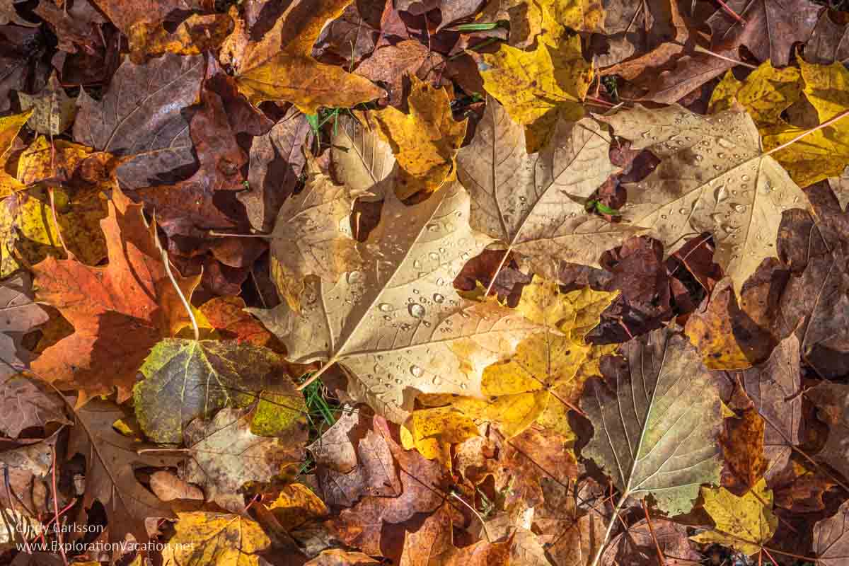 colored maple leaves on ground