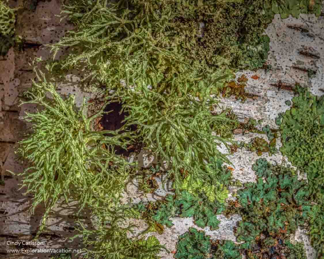green lichens of various types on a birch log