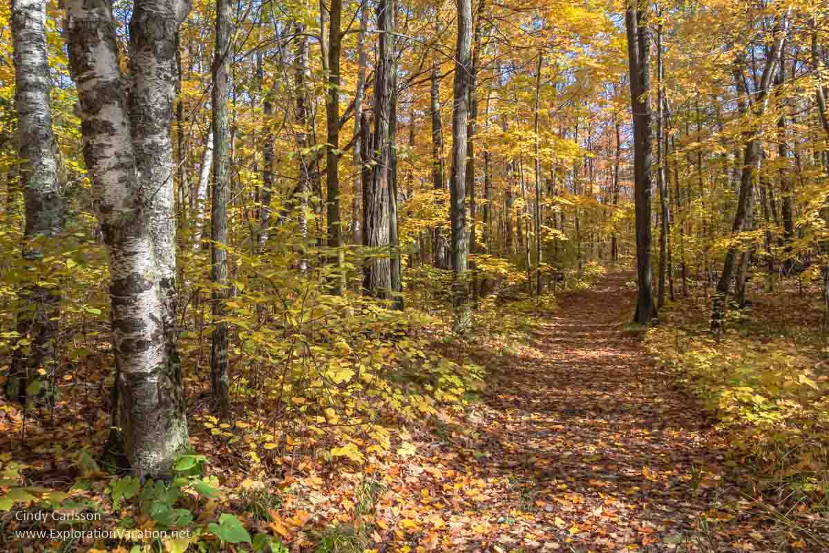 trail through a forest with yellow leaves