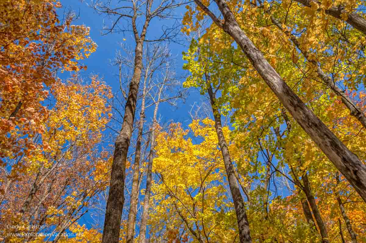 colorful tree tops