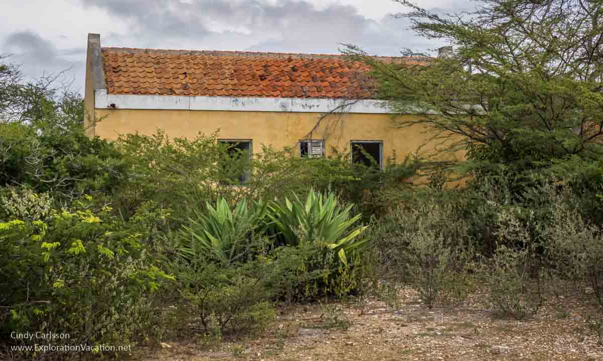 ruined building with plants on Bonaire 