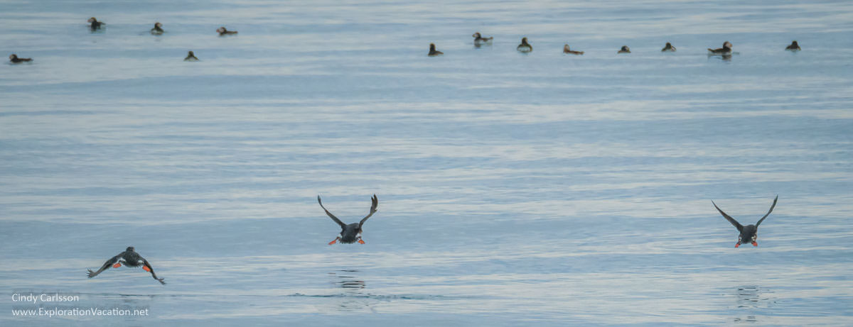 puffins in flight