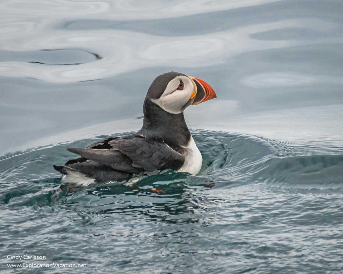 puffin on the water