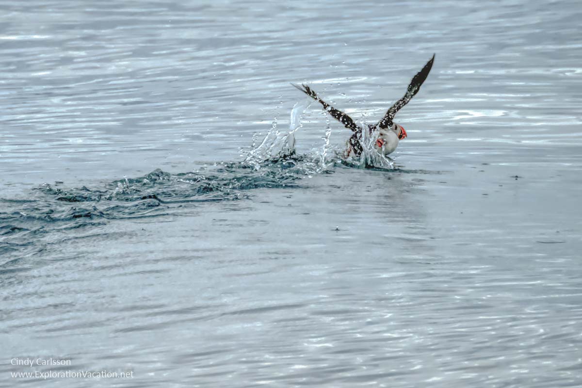 puffin taking flight