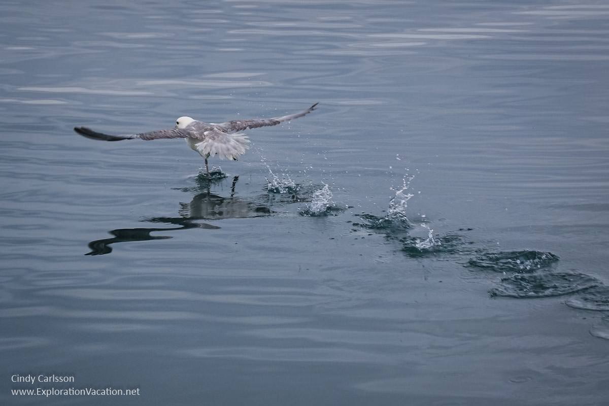 seabird taking flight